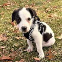 Thumbnail photo of DUSTY #2