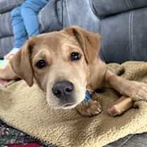 Thumbnail photo of Ginger #4