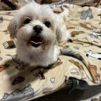 Thumbnail photo of Bivi adorable #1