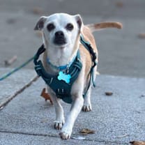 Thumbnail photo of Deuce 13222 #1