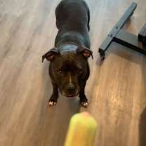 Thumbnail photo of Oreo #3