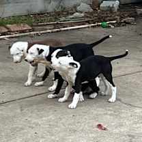 Thumbnail photo of Godiva #4