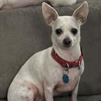 Thumbnail photo of CHEYENNE #2