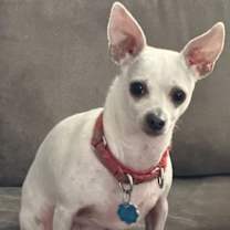 Thumbnail photo of CHEYENNE #4