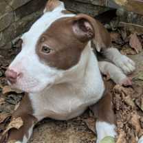 Thumbnail photo of Cadbury #3