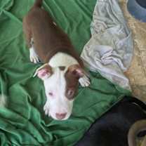 Thumbnail photo of Cadbury #4