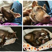 Thumbnail photo of Winston *VIP* #3