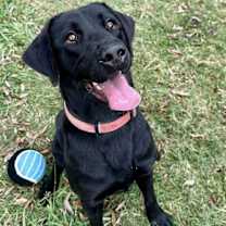 Thumbnail photo of Tlusty / Noel / Chips #1