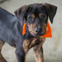 Thumbnail photo of Blitzen #4