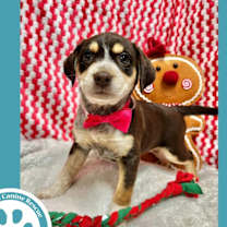 Thumbnail photo of Lux (Circle of Light Pups) 120625 #1