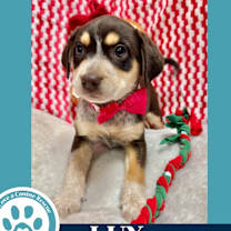 Thumbnail photo of Lux (Circle of Light Pups) 120625 #2