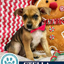 Thumbnail photo of Stella (Circle of Light Pups) 120625 #1