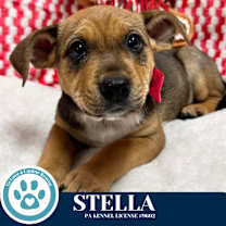 Thumbnail photo of Stella (Circle of Light Pups) 120625 #2