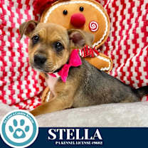 Thumbnail photo of Stella (Circle of Light Pups) 120625 #3