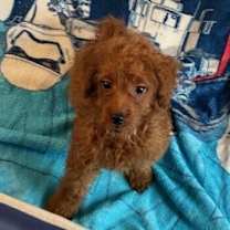 Thumbnail photo of Cupid #2