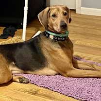 Thumbnail photo of Rambo (NY) #1