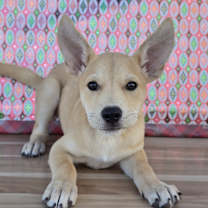 Thumbnail photo of Blanche #1