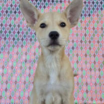 Thumbnail photo of Blanche #2