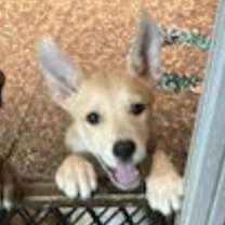 Thumbnail photo of Blanche #3