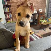 Thumbnail photo of Bobbin #3