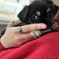 Thumbnail photo of Bug #4