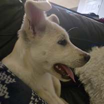 Thumbnail photo of Carnelian #1