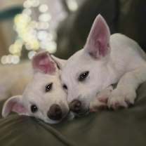 Thumbnail photo of Carnelian #2