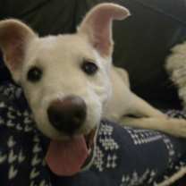 Thumbnail photo of Carnelian #3