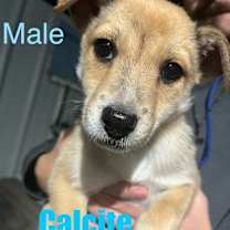 Thumbnail photo of Calcite #1