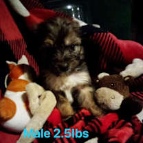 Thumbnail photo of Baby Chips : Simon #4