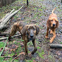 Thumbnail photo of June Bug #3