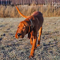 Thumbnail photo of Bea #3