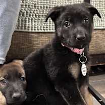 Thumbnail photo of Padme aka Light Pink Collar #3