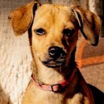 Thumbnail photo of Pippi #1