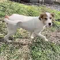 Thumbnail photo of Lyra #4