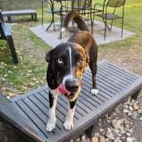 Thumbnail photo of Taz #2