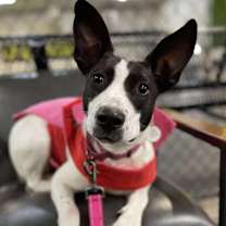 Thumbnail photo of Vespera #2