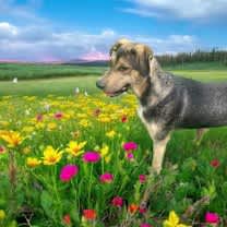 Thumbnail photo of Barnabas #1