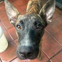 Thumbnail photo of Twister #1