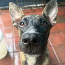 Thumbnail photo of Twister #3