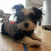 Thumbnail photo of Jimmy Fallon #4