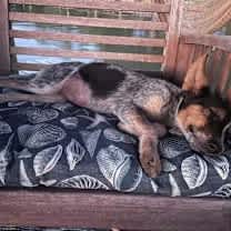 Thumbnail photo of Roxanne #4