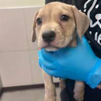 Thumbnail photo of Ronnie #2