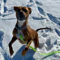 Thumbnail photo of Bella #2