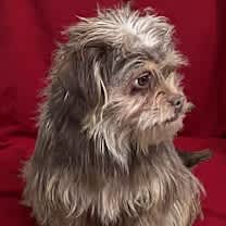 Thumbnail photo of Brodie 12 lb lap dog! #3