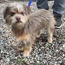 Thumbnail photo of Brodie 12 lb lap dog! #4