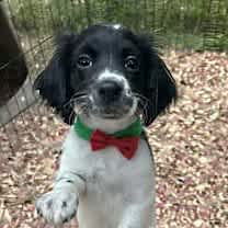 Thumbnail photo of Sugar Plum #1