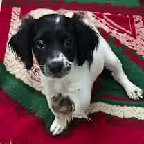 Thumbnail photo of Sugar Plum #2