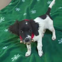 Thumbnail photo of Sugar Plum #3