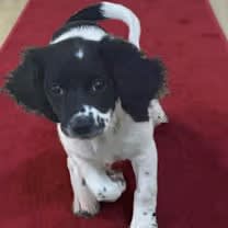 Thumbnail photo of Sugar Plum #4